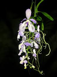 Image result for Vanda coerulea