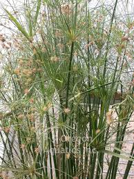 Image result for Cyperus spiralis