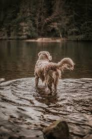 Download This Free Hd Photo Of Dog Retriever Golden Retriever And Wet Dog In Sudden Valley United States By Joel Swick Dog Pictures Dogs Landscape Wallpaper