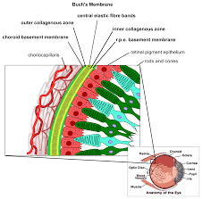 Basement membrane zone can be abbreviated as bmz. Bruch S Membrane Wikipedia