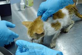 Canine parvovirus is a killer. Apa Itu Parvovirus Parvo Atau Afg Wonder Petland Facebook