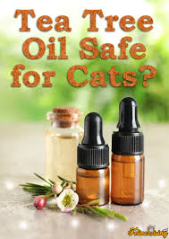 Tea tree oil is an essential oil from the australian tea tree melaleuca alternifolia and is sometimes promoted as a natural or herbal treatment for fleas in pets. Tea Tree Oil For Cats 101 Safe Or Not