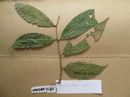 Image result for Berlinia orientalis