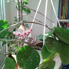 Epiphytic hoya plant, also known as the wax plant, is a popular houseplant. Hoya Obovata Plant Care Growing Guide