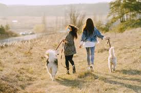 Pet adoption statistics and facts below can help you learn about the state of the animals we like to take on as companions. Zani S Furry Friends Animal Rescue And Adoption In Nyc