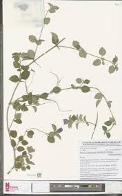 Image result for Heterotis decumbens