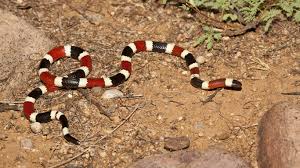 Sie ist in australien heimisch und wurde erstmals von sir frederick mccoy 1879 beschrieben. Die Giftigsten Schlangen Der Welt Welt Der Wunder Tv