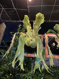 Image result for Platycerium stemaria