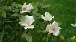 Image result for Rosaceae