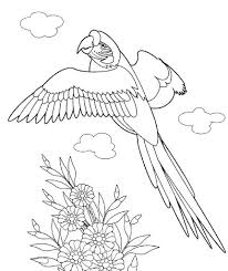Gambar burung cendrawasih selanjutnya adalah ini, jika pada usia yang sudah dewasa bisa mencapai 31 cm. Gambar Burung Elang Kartun Hitam Putih