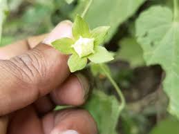 Image result for Pavonia burchellii