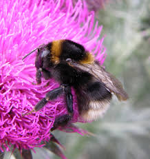 Image result for Bombus ruderatus
