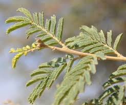 Image result for Acacia pilispina