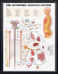 The Autonomic Nervous System Chart 20x26 Autonomic Nervous System Nervous System Anatomy Nervous System