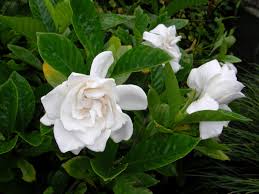 Business Garden Gardenia Jasminoides Gardenia Essential Oil Flowers Gardenia