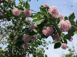 Image result for Dais cotinifolia