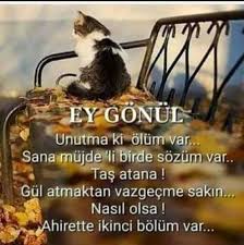 Ruyada Kedi Dogumu