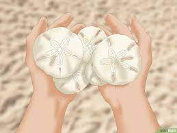 How To Clean And Preserve Sand Dollars 14 Steps With Pictures Sand Dollar Craft Sand Dollar Sand Dollar Art