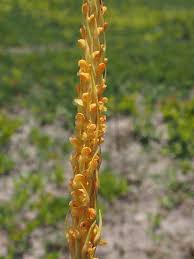 Image result for Disa ochrostachya