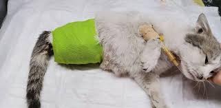 Diyarbakir Da Bir Kedi Ayaklari Kesilmis Halde Bulundu