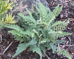 Image result for Cheilanthes involuta