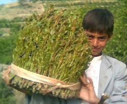 فاستهلاك القات يأتي على حساب دخل الأسرة المتواضع الذي لا يتجاوز متوسطه ستة دولارات في اليوم، حسب العنسي. Ø§Ù„Ø¨Ø§Ø­Ø« Ø²ÙŠØ¯ ÙŠØ­ÙŠÙ‰ Ø­Ø³Ù† Ø§Ù„Ù…Ø­Ø¨Ø´ÙŠ 02 04 20