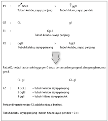 Persilangan dihibrid juga merupakan bukti berlakunya hukum mendel ii berupa pengelompokkan gen. Anak Kelas 12 Simak Yuk Penyimpangan Hukum Mendel Biar Jago Materi Genetika