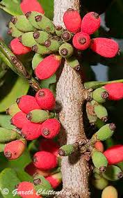 Image result for Plicosepalus kalachariensis