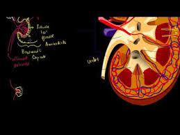 The Kidney And Nephron One Of Thousands Of Educational Videos Sorted Into Subjects Watchknowlearn Org Life Science Lessons Physiology Life Science Activities