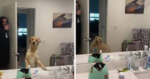 Få 34.000 sekund stockvideoklipp på dog breed golden retriever med 29.97 fps. People Are Loving This Golden Retriever S Confused Reaction To Finding His Owner In The Mirror During Hide And Seek Bored Panda