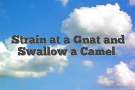 Camels have long been domesticated and, as livestock, they provide food (milk and meat) and textiles (fiber and felt from hair). Pin On Science In The News