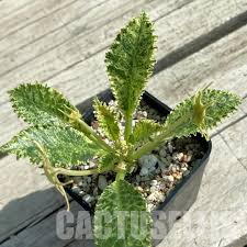 Image result for Dorstenia benguellensis