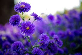 Subscribe to epitv for free and be the first notified of our new video releases!!! Travel Flowers Beauty Free Photo On Pixabay
