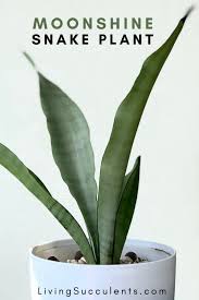 We did not find results for: Rare Moonshine Snake Plant Care Benefits Varieties Facts