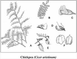 Image result for Cicer arietinum