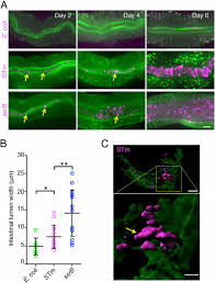 Highlighting recent, timely papers selected by academy member labs tag archives: Salmonella Biofilms Program Innate Immunity For Persistence In Caenorhabditis Elegans Pnas