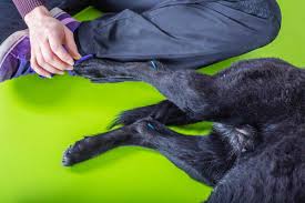 Maybe you would like to learn more about one of these? Veterinarian In Sherman Oaks Ca The Pet Doctors Of Sherman Oaks