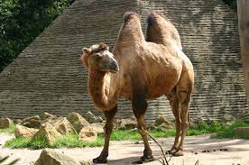 Learn how to conditionally route messages in apache camel using the content based router, choice() and when(), and predicates. Camel Simple English Wikipedia The Free Encyclopedia