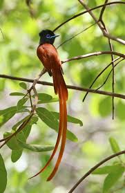 Image result for Mellera submutica