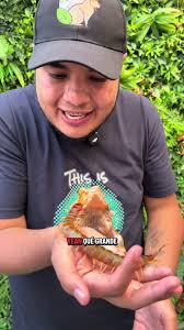 Curioso perro vinagre: Descubre su biología