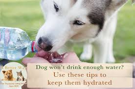 Goat milk is a good substitute for cow's milk. 8 Creative Ways To Keep Your Dog Hydrated A Better Way Pet Sitting