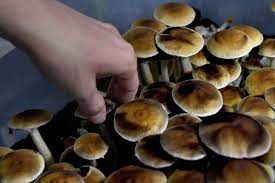 Some toxic mushrooms can simply cause. Why Magic Mushrooms Are The Next Big Legal Drug Market Observer