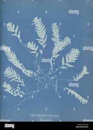 Image result for Strephonema sericeum