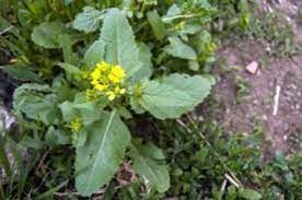 400 likes · 1 talking about this. Wildes Senf Unkraut Tipps Fur Wilde Senf Steuerung In Den Garten Haenselblatt Com
