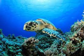 Hewan laut yang harus dihindari saat snorkeling dan diving. Wow 5 Jenis Hewan Laut Asli Indonesia Ini Akan Membuat Lo Terpukau