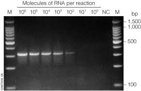 Pcr Amplification An Introduction To Pcr Methods Promega