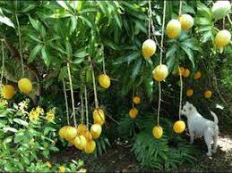 Image result for pokok mangga berbuah