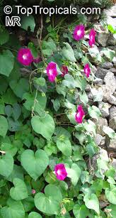 Image result for Ipomoea albivenia