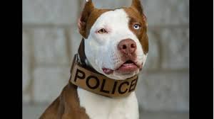 Don't miss what's happening in your neighborhood. Kansas Has Its First Pit Bull Police Dog The Wichita Eagle