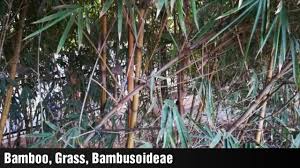 Image result for Oreobambos